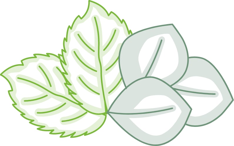 Mint Aroma